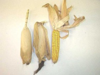 image of ear_corn #1