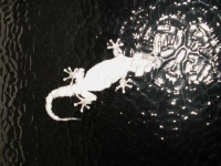 image of animal
