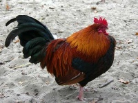 image of cock