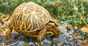 image of animal