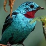 image of bird