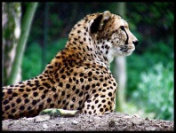 image of cheetah