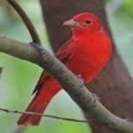 image of bird