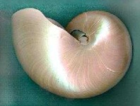 image of nautilus