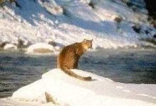 image of animal