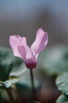 image of flower
