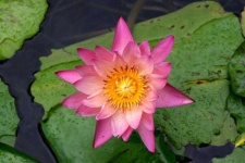 image of flower