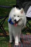 image of samoyed