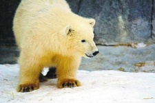 image of animal