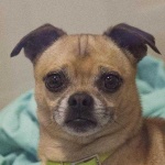 image of animal