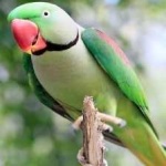 image of bird