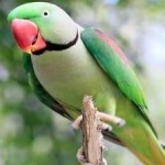 image of alexandrine_parakeet #28