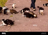 image of feral_cats