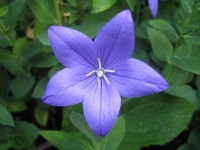 image of balloon_flower #16