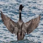 image of bird