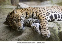 image of jaguar_car