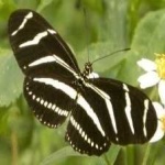 image of animal