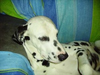 image of dalmatian