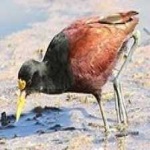 image of bird