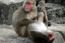 image of macaque