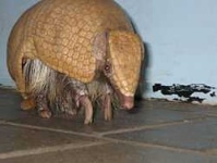 image of armadillo