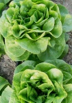 image of lettuce #26