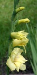 image of flower