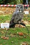 image of great_grey_owl