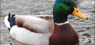 image of animal
