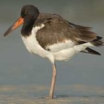 image of bird