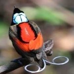 image of bird