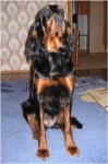 image of gordon_setter #0