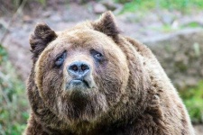 image of animal