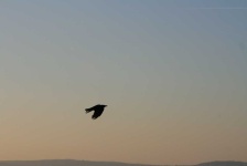 image of animal