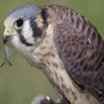 image of bird
