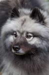 image of keeshond #24