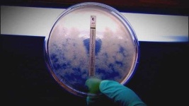 image of brain