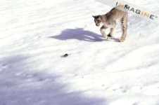 image of lynx