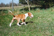 image of ibizan_hound