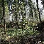 image of forest
