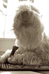 image of soft_coated_wheaten_terrier #23