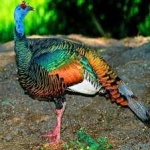 image of ocellated_turkey #23