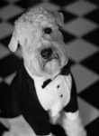 image of soft_coated_wheaten_terrier