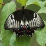 image of animal