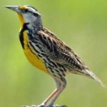 image of eastern_meadowlark #5