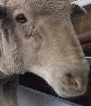 image of animal