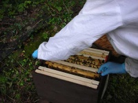 image of apiary
