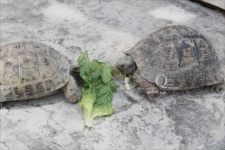 image of animal