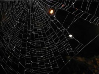image of spider_web