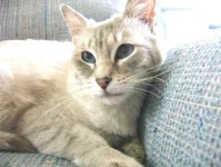 image of lynx